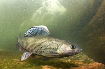 Gewässerschutz durch Sedimentmanagement